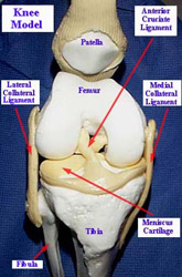 Diagram with different parts of the knee labeled